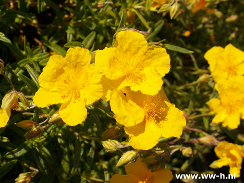 Helianthemum